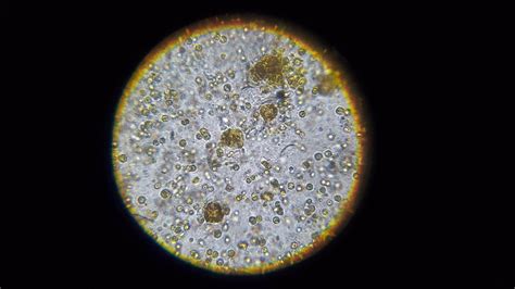 Dino Identification – FishOfHex Aquatics.